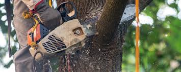 How Our Tree Care Process Works  in Claymont, DE