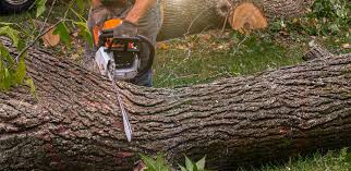 Reliable Claymont, DE Tree Services Solutions